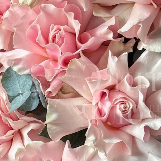 Роскошный букет из 25 Французских роз