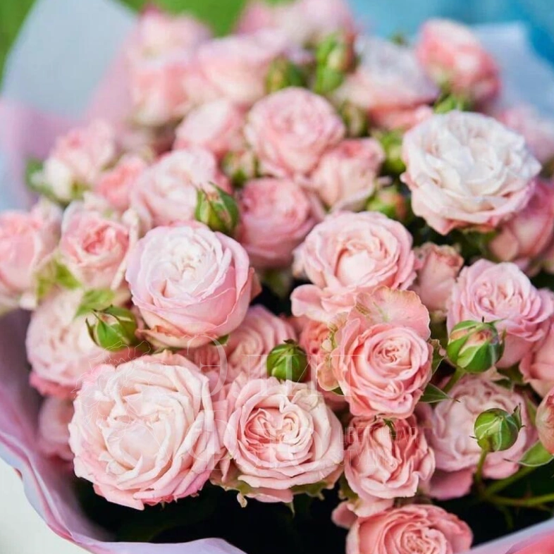 Букет из 7 кустовых роз