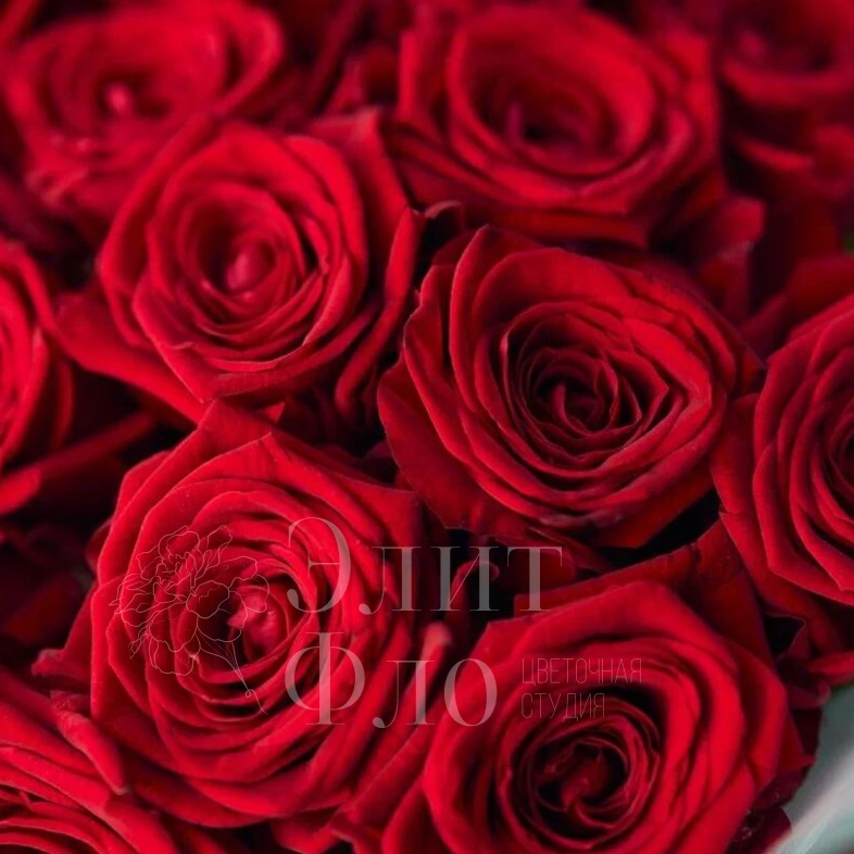 Ароматные сортовые розы