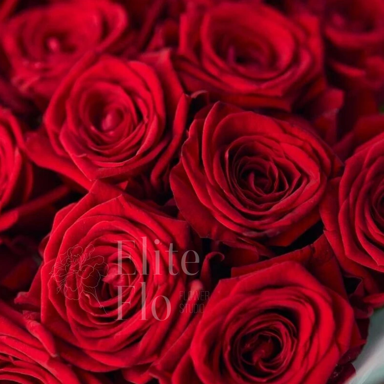 Ароматные сортовые розы