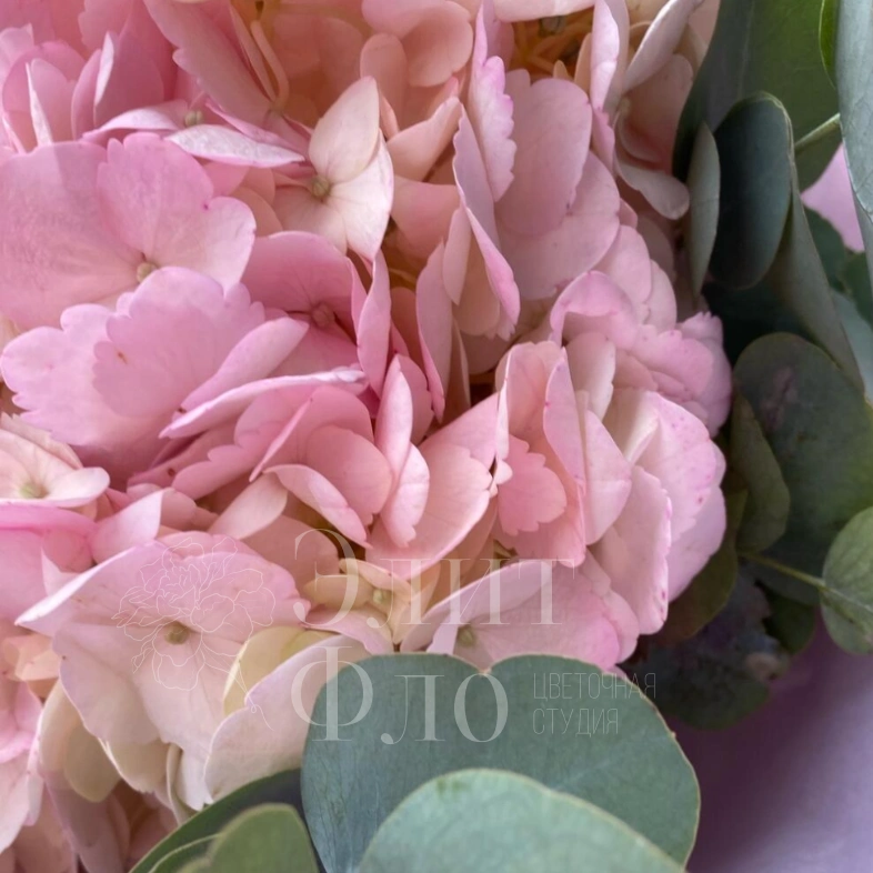 Розовая Гортензия с эвкалиптом