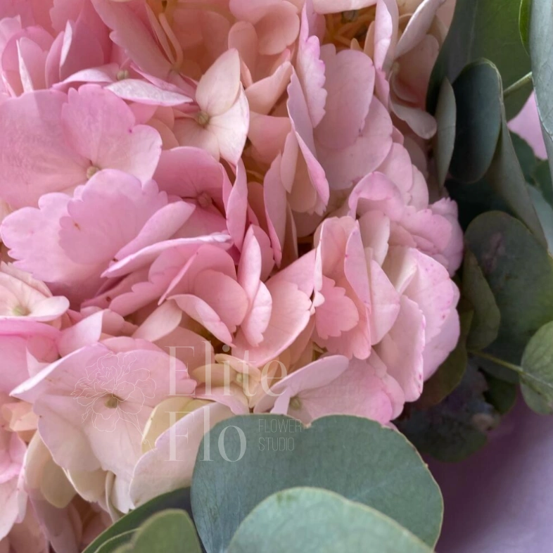 Розовая Гортензия с эвкалиптом