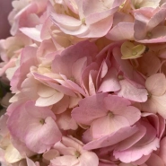 Розовая Гортензия с эвкалиптом 3