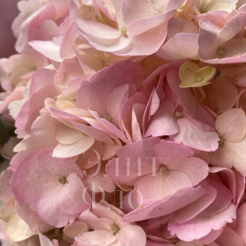 Розовая Гортензия с эвкалиптом