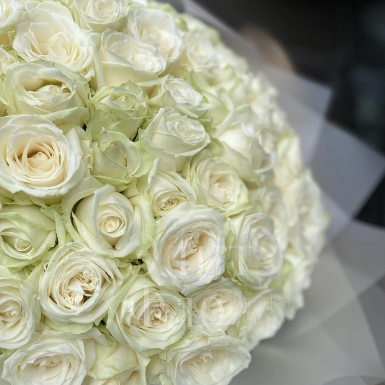 101 сортовая белая роза