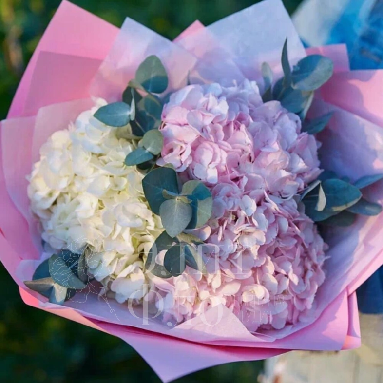 Очаровательные гортензии