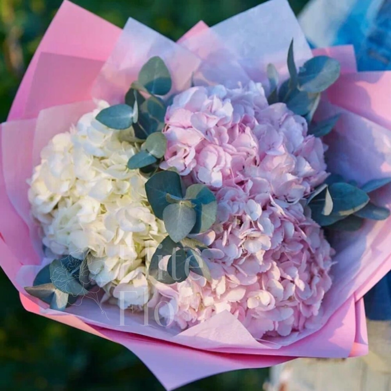 Очаровательные гортензии