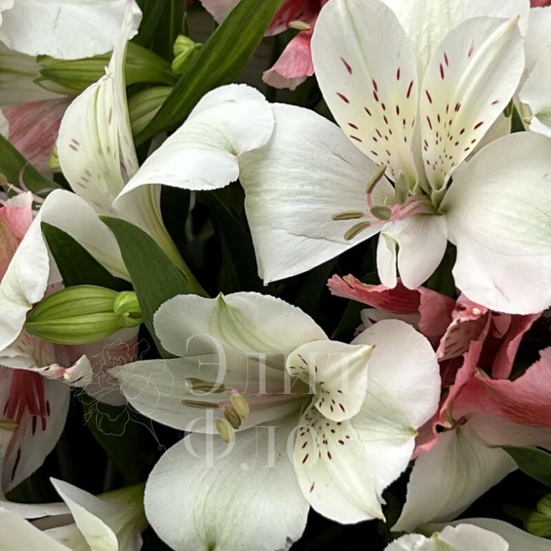 Букет из 11 альстромерий