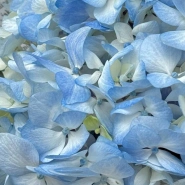 Голубая Гортензия с эвкалиптом 4