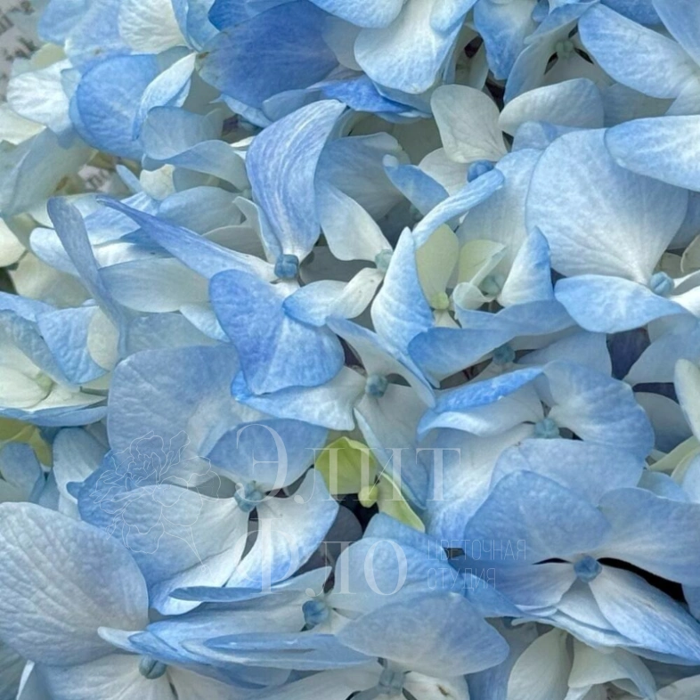Голубая Гортензия с эвкалиптом