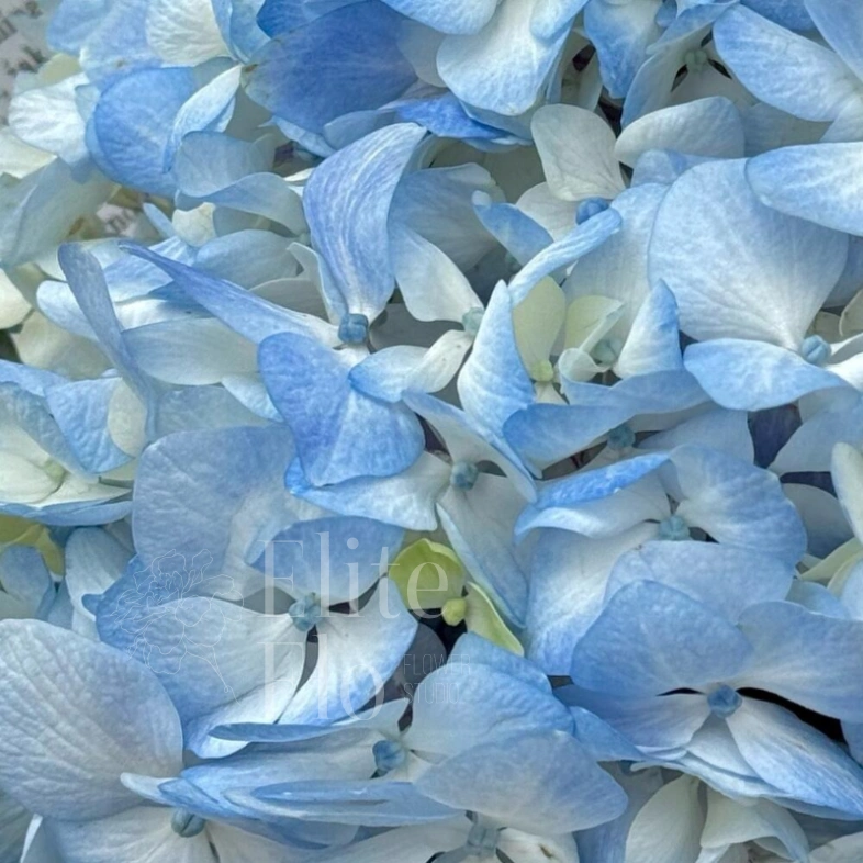 Голубая Гортензия с эвкалиптом