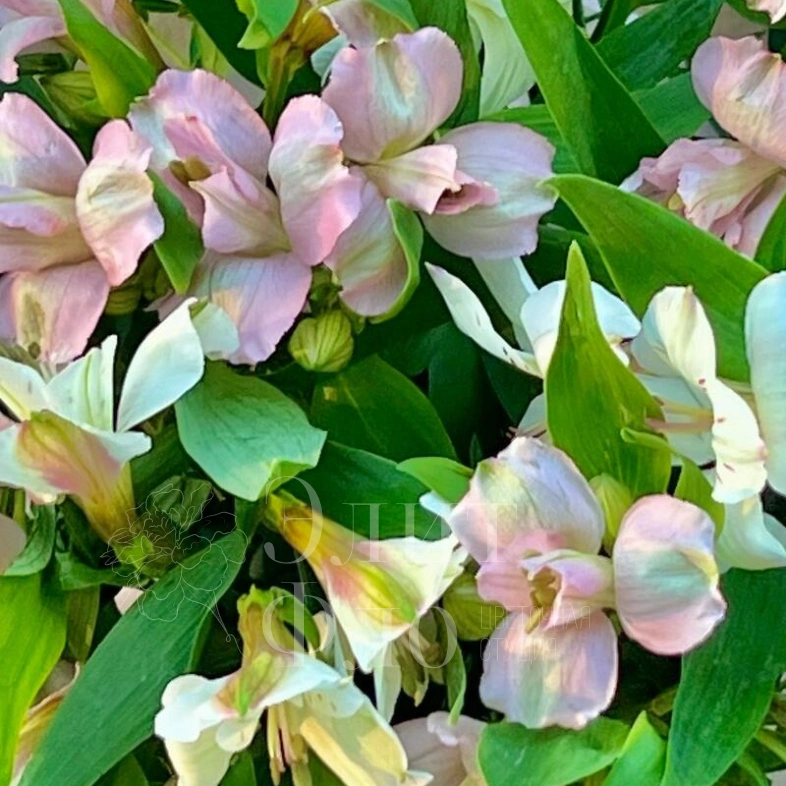 Стильная коробочка с альстромерией