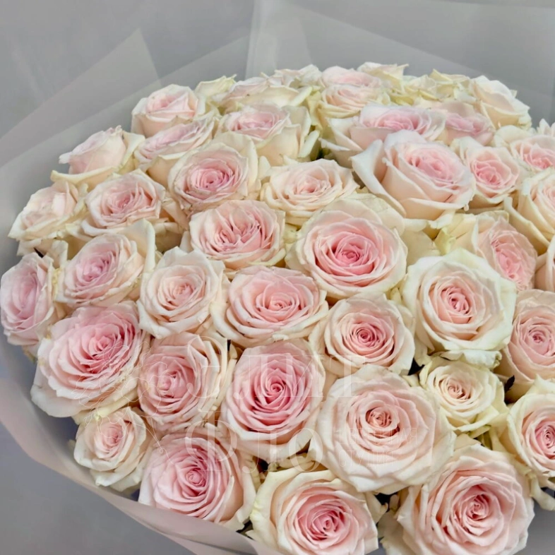 51 нежно-розовая роза