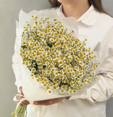 Нежные ромашки