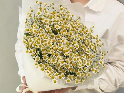 Нежные ромашки