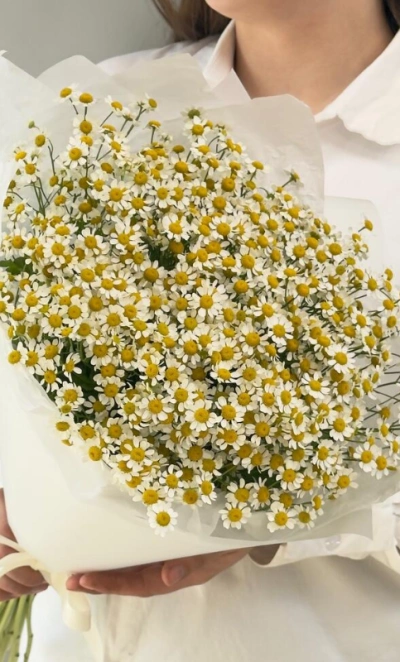 Нежные ромашки