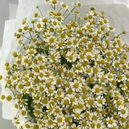 Нежные ромашки 2