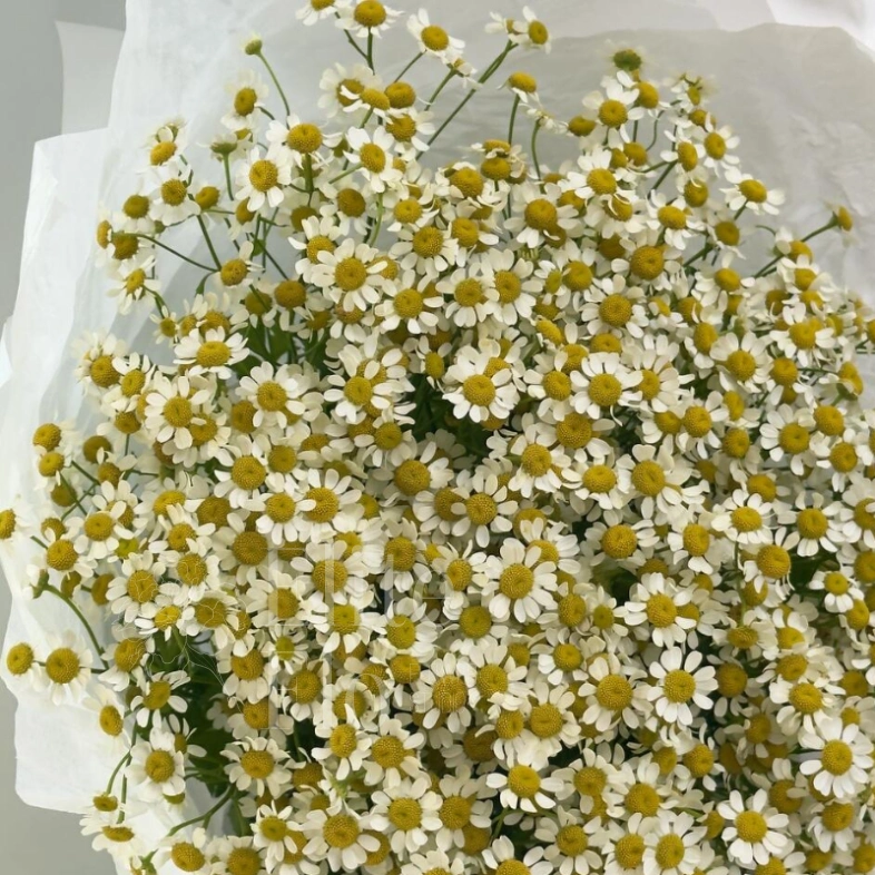 Нежные ромашки