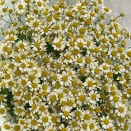 Нежные ромашки 4