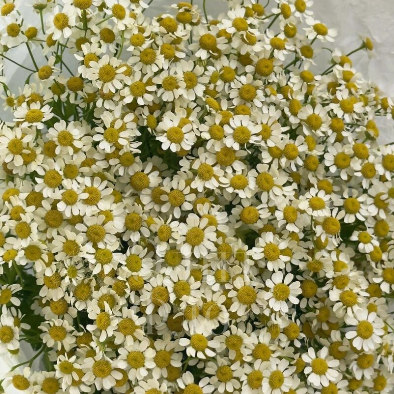 Нежные ромашки