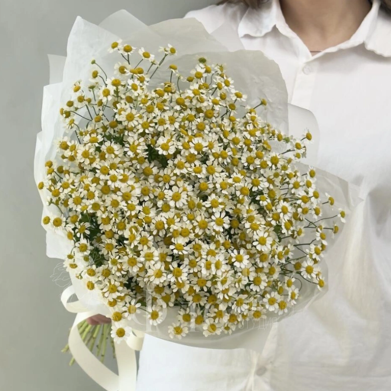 Нежные ромашки