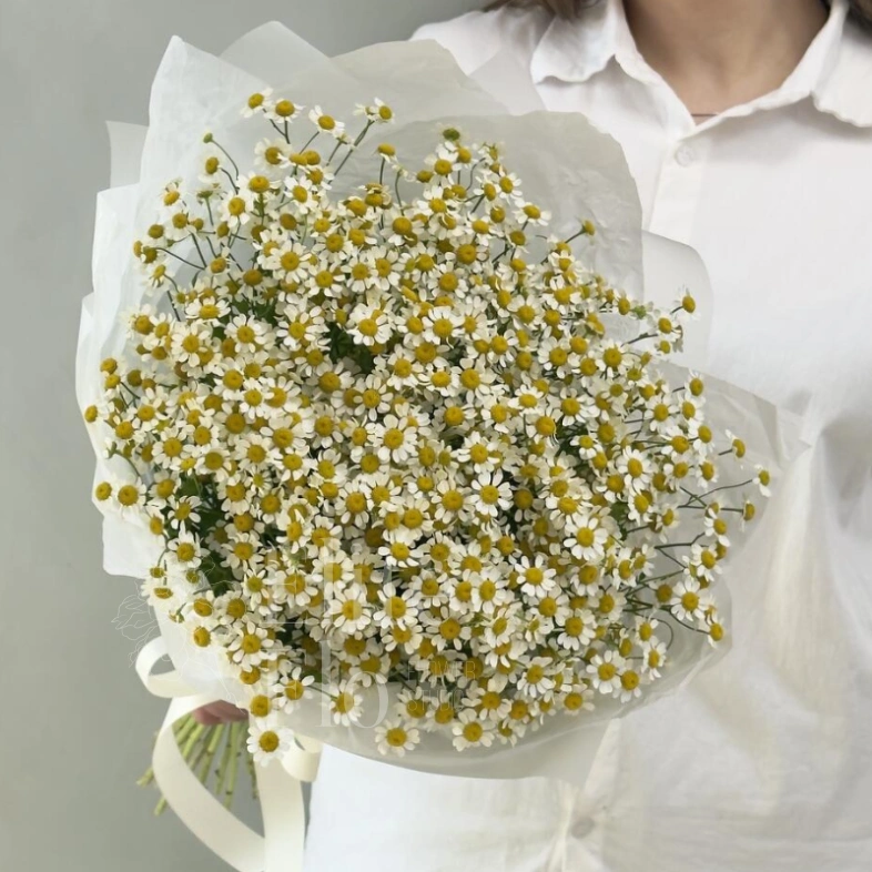 Нежные ромашки