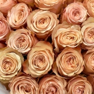 25 чайных роз  4