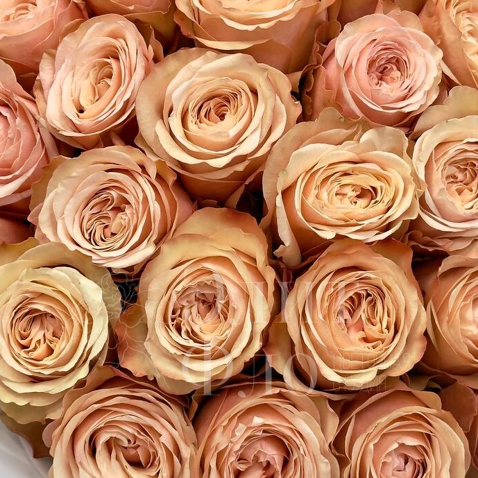 25 чайных роз 