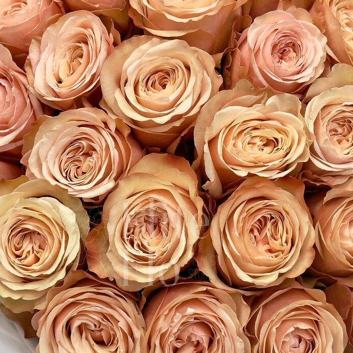 25 чайных роз 