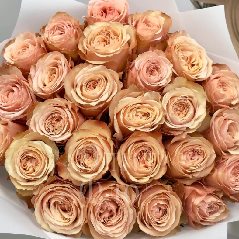 25 чайных роз 