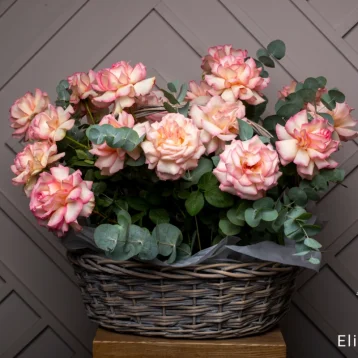 Потрясающая корзина из 21 Французской розы и Эвкалипта