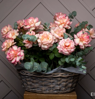 Потрясающая корзина из 21 Французской розы и Эвкалипта