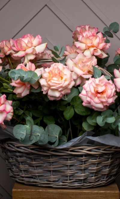 Потрясающая корзина из 21 Французской розы и Эвкалипта