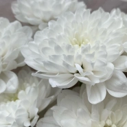 Белые хризантемы в матовом оформлении 3