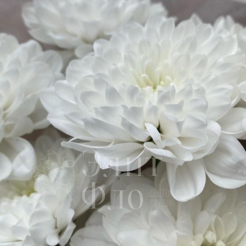 Белые хризантемы в матовом оформлении