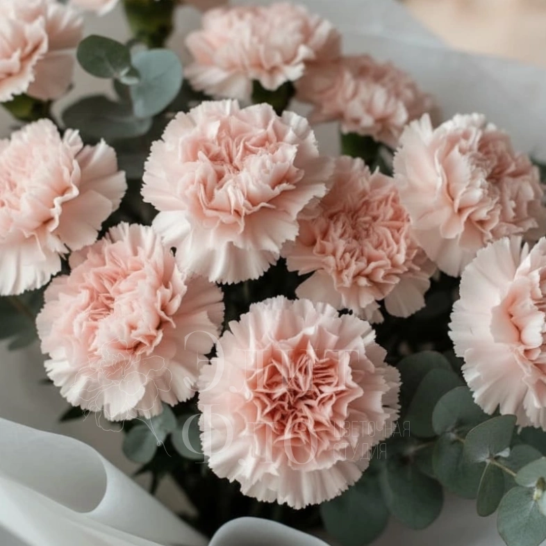 Букет из 13 розовых диантусов и эвкалипта