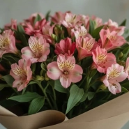 Альстромерия нежности 3