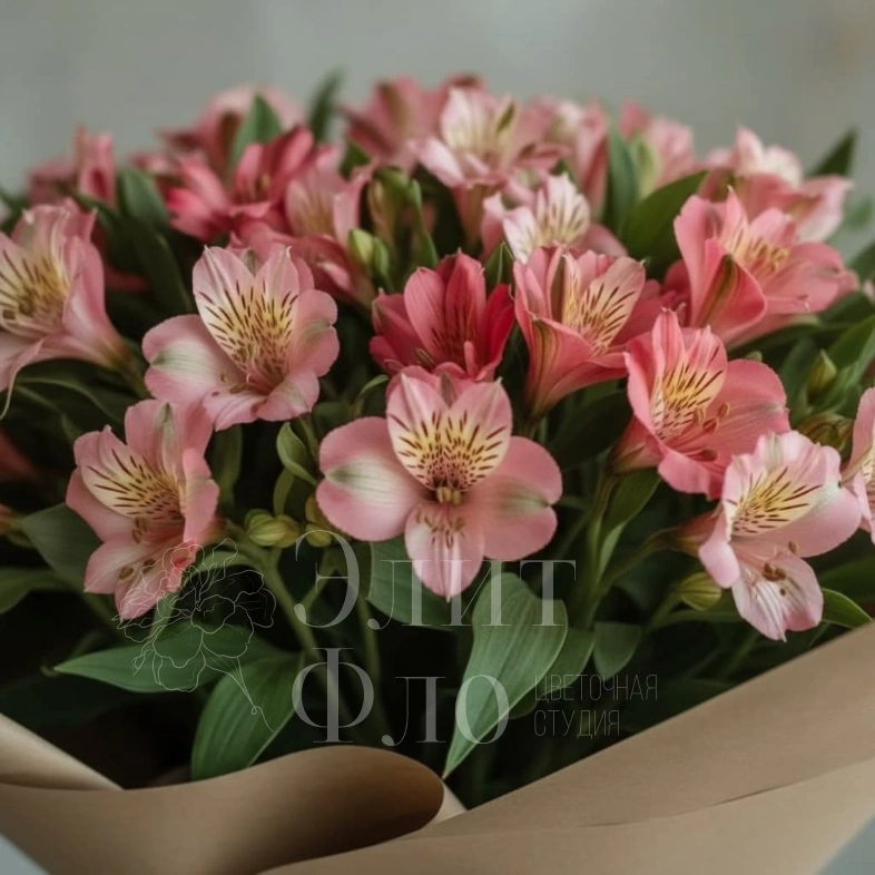 Альстромерия нежности