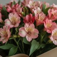 Альстромерия нежности 2