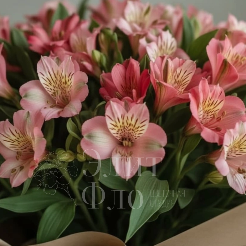 Альстромерия нежности