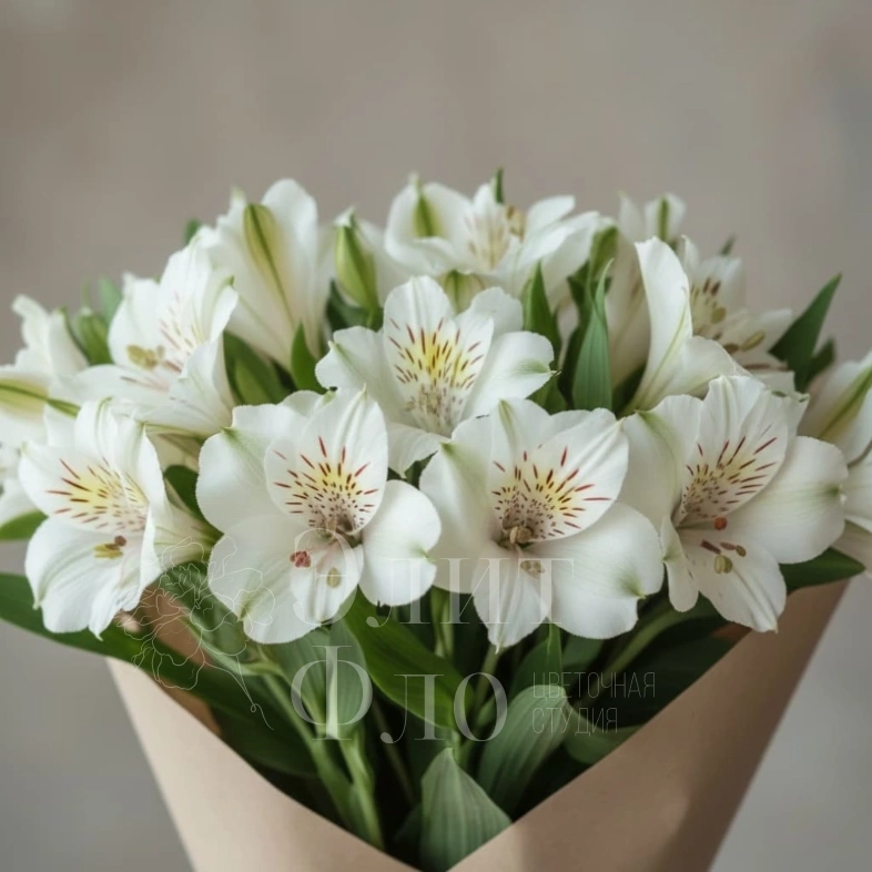 Белые Альстромерии