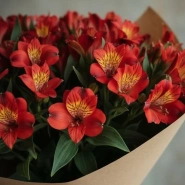 Огненные Альстромерии 2