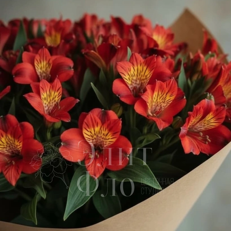 Огненные Альстромерии