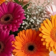 Яркие Герберы 4