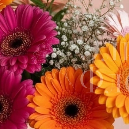 Яркие Герберы