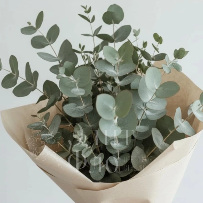 Эвкалиптовая свежесть