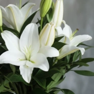Белые лилии 5штук 4