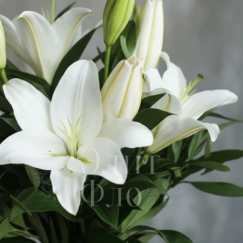 Белые лилии 5штук