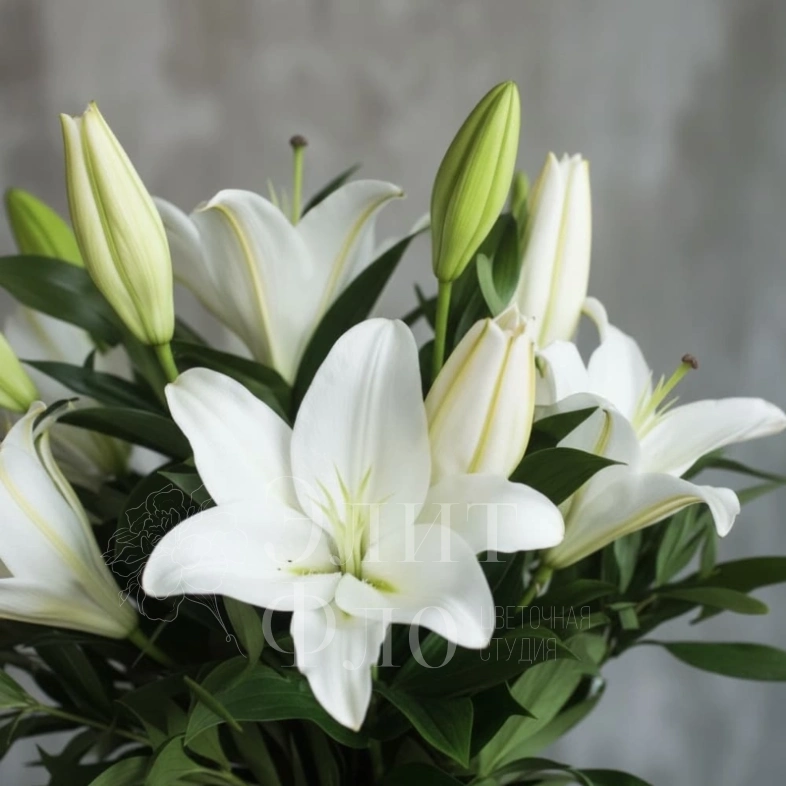 Белые лилии 5штук