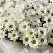 Ромашковое поле 2